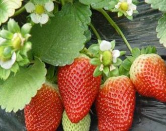 辰颐物语：黑科技阻力草莓种植，上市后价格偏高