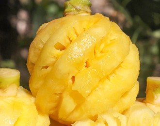 辰颐物语：可以当零食吃的水果——泰国小菠萝