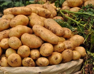 中国农科院马铃薯创新团队科技种植，撑鼓农民钱袋子