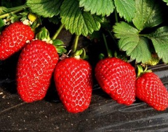 辰颐物语：广州地产草莓上市，农户盼天晴