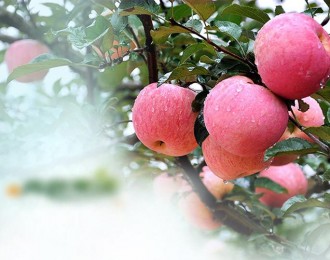 陕西苹果产业拉动全省大量农户增收，创造一个个奇迹