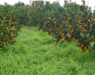 辰颐物语：农业项目支持助柑橘产户过上幸福日子