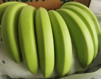 辰颐物语：菲律宾香蕉交易额剧增