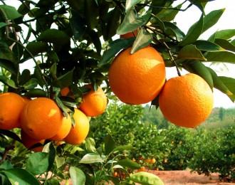 辰颐物语：帽丰甜橙预计高产30万斤，迎来大丰收