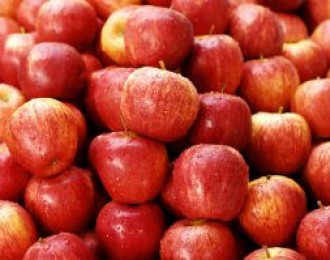 小苹果今年景“金果子”