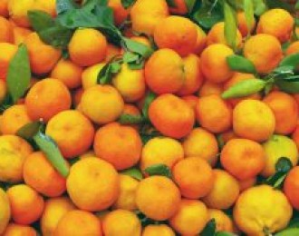 摩洛哥柑橘产量再创新高