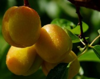 新疆培育出“超晚熟”冬杏品种
