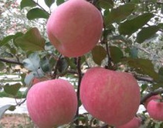 山东沂源：苹果减产不减收