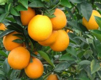 美国加州：脐橙产量上涨