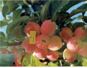 恭喜苹果新品种“秦月”通过鉴定