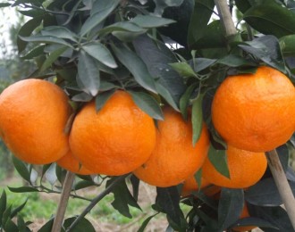 辰颐物语：砂糖橘助力“穷三角”的致富蜕变