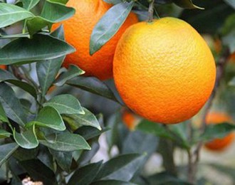 辰颐物语：今年柑橘类产量大增 销路更广