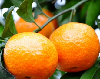 辰颐物语：湿冷的冬天来临，上海柑橘类获得丰收