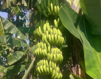 辰颐物语：今年香蕉产量下滑，价格持续上涨