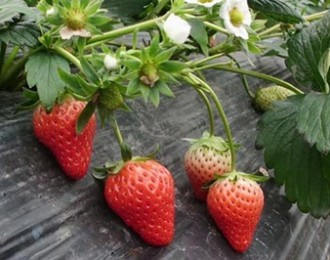 最具市场竞争力的草莓——四季草莓