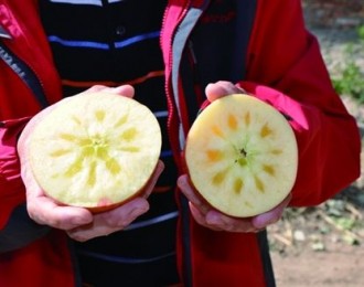 辰颐物语：苹果种植专家曾小贤带领村民致富