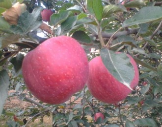 甘肃大地苹果产业带农致富