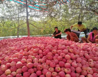 陕西省提出发展以千亿级苹果产业为重点的果业