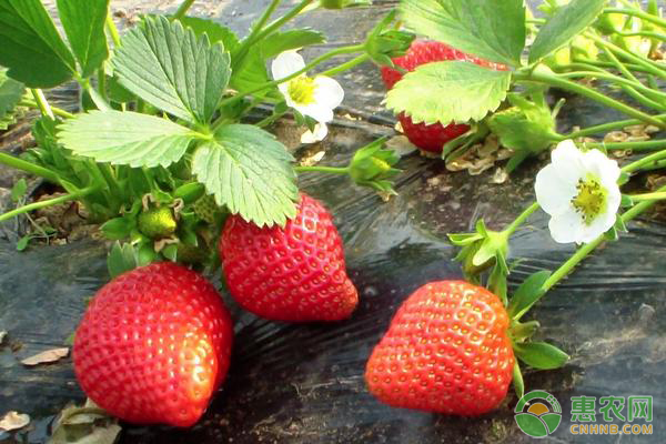 元旦将至，草莓大量上市，今日草莓价格如何？