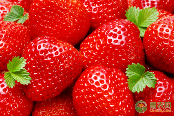 今日草莓市场行情如何？草莓功效作用及市场收购行情