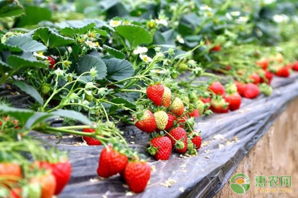 今日草莓市场行情如何？草莓功效作用及市场收购行情