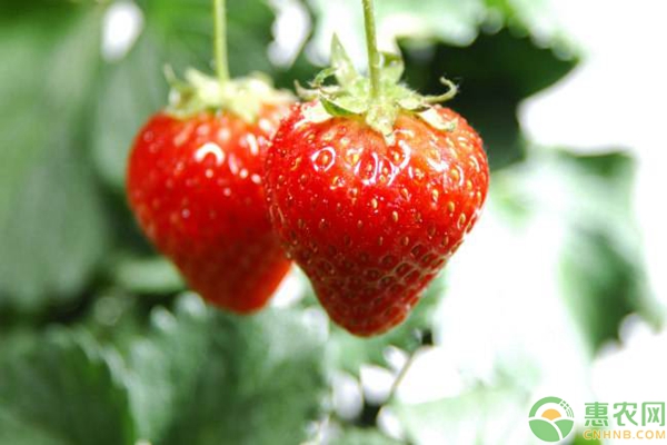 草莓多少钱一斤？2018年最新产区大棚草莓价格行情