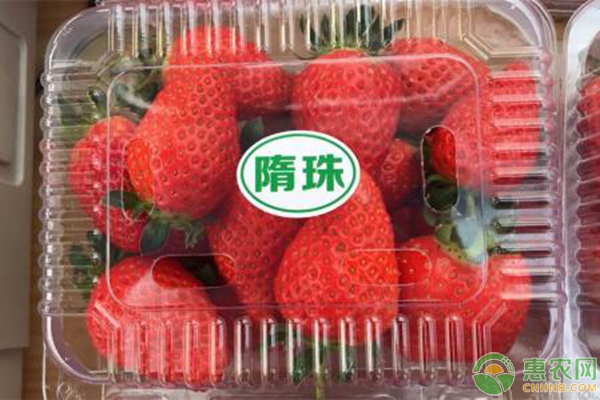 2019年草莓多少钱一斤？最新草莓产区价格行情汇总