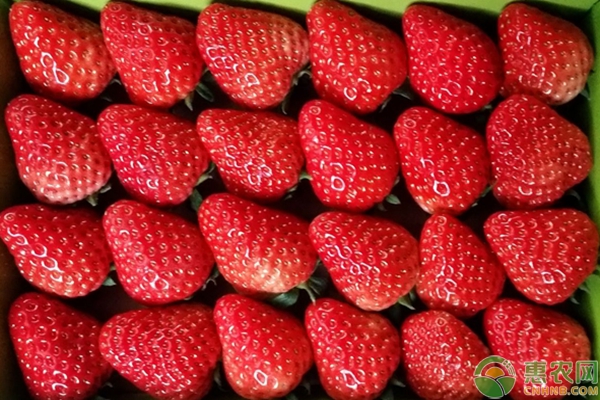 2019年草莓多少钱一斤？最新草莓产区价格行情汇总