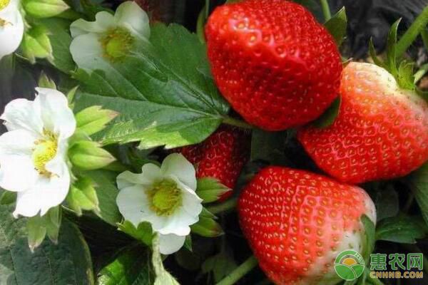 临近春节，各地草莓行情如何？2019草莓市场收购行情