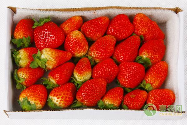 草莓大量上市，该如何选购？怎样清洗才干净？