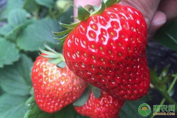 冬季上市的草莓品种有哪些？2019草莓价格行情预测