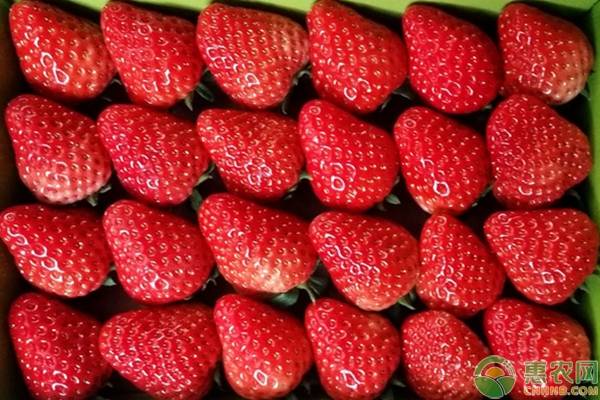现在草莓多少钱一斤？2019年产区草莓价格行情汇总