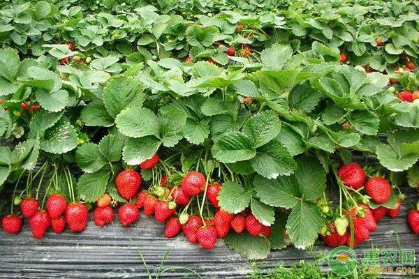 又是一年草莓采摘季，掌握这些诀窍，帮你采到好草莓！
