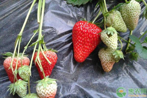 草莓多少钱一斤？2019年1月18日产区草莓价格行情