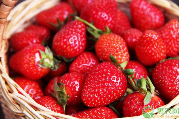 2019草莓最新行情：价格“大跳水”，降价幅度超六成！