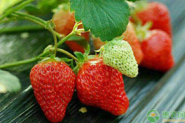 现在草莓多少钱一斤？2019草莓产区最新收购价格行情
