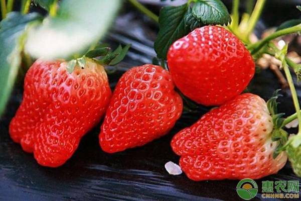 2019年草莓价格多少钱一斤？最新产区草莓价格行情