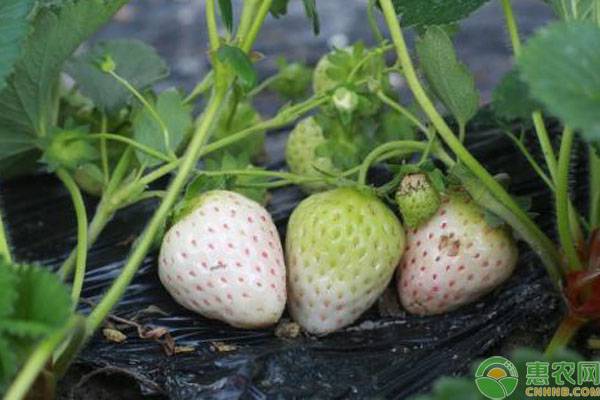 2019白草莓一亩可赚多少钱？白草莓价格及种植效益分析