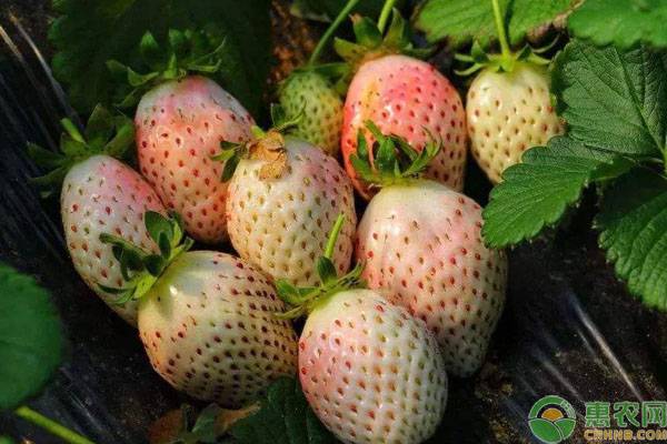 白草莓价格多少钱一斤？有哪些品种？（附种植技术）