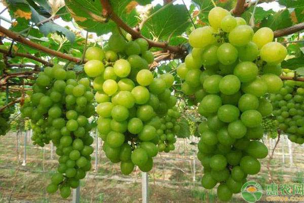 中国常见的葡萄有哪些品种？有何优缺点？葡萄品种大全介绍