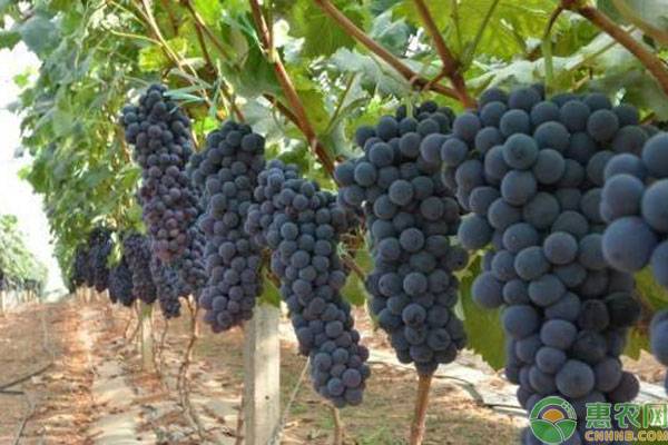 中国常见的葡萄有哪些品种？有何优缺点？葡萄品种大全介绍