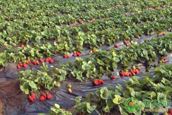 草莓苗要多少钱一棵？草莓苗移栽后如何浇水？怎么管理好？