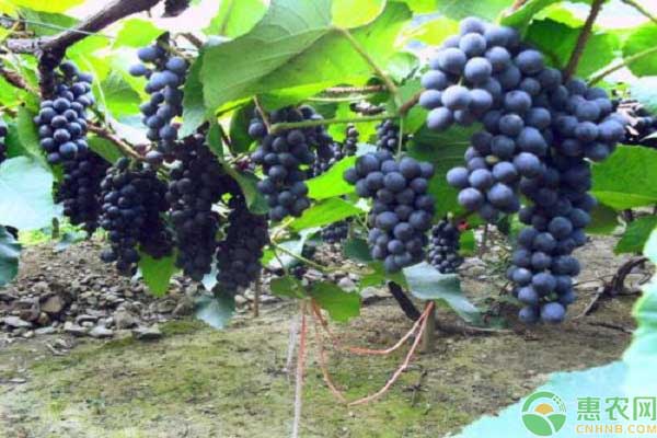 中国四大葡萄之乡分别在哪?其葡萄品种价格是多少?