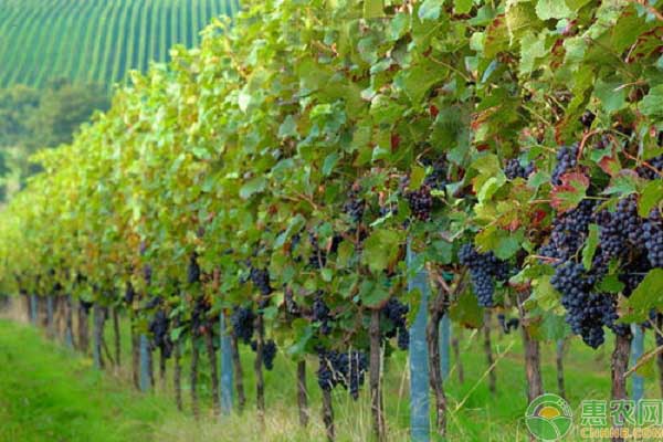 中国四大葡萄之乡分别在哪?其葡萄品种价格是多少?