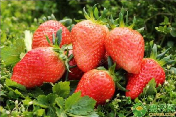 哪个品种草莓最甜？优质草莓品种介绍