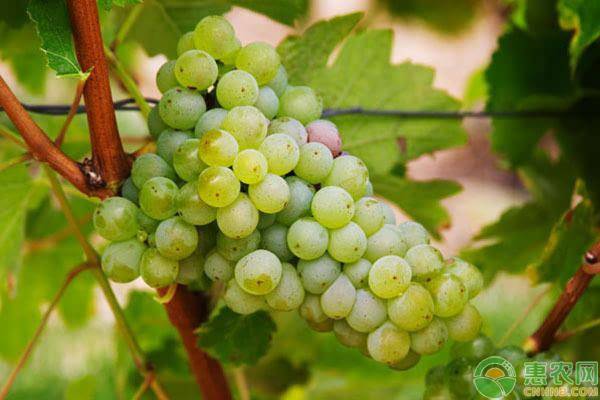 酿酒的葡萄品种，酿酒葡萄和食用葡萄的区别