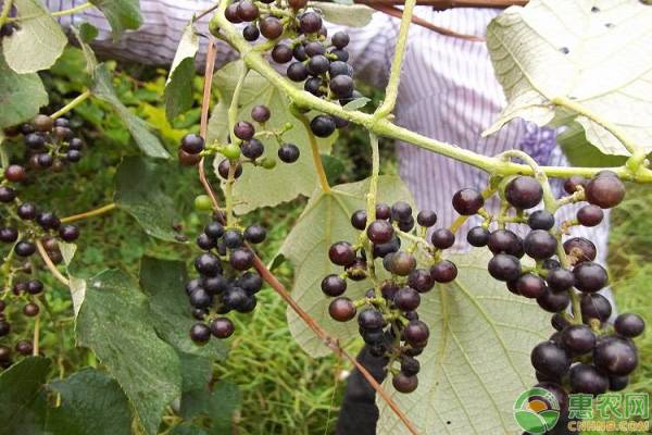 特别小的葡萄叫什么?有什么功效和作用?