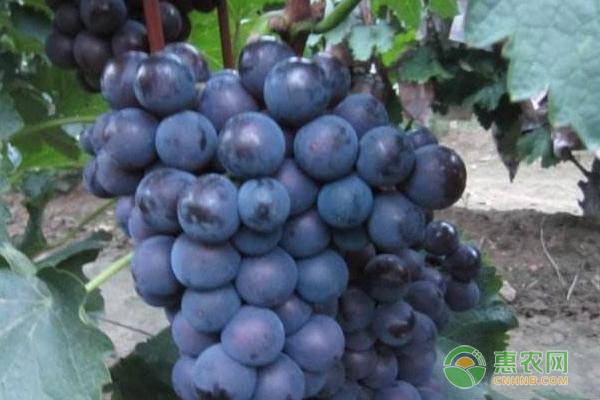 公认口感好的葡萄品种都有哪些？