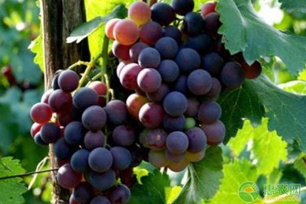 葡萄价格多少钱一斤？葡萄的种类和特点有哪些？