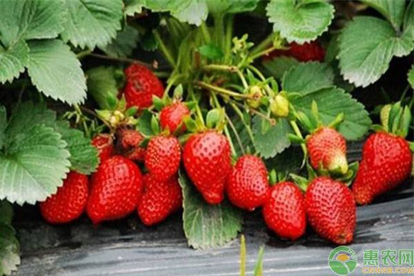 最全草莓品种介绍，想种植草莓的看看！